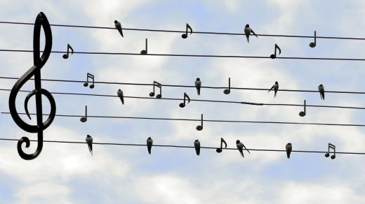 Hudba, ptáci, hudební motiv, hudební osnova